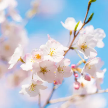 Japan Sakura